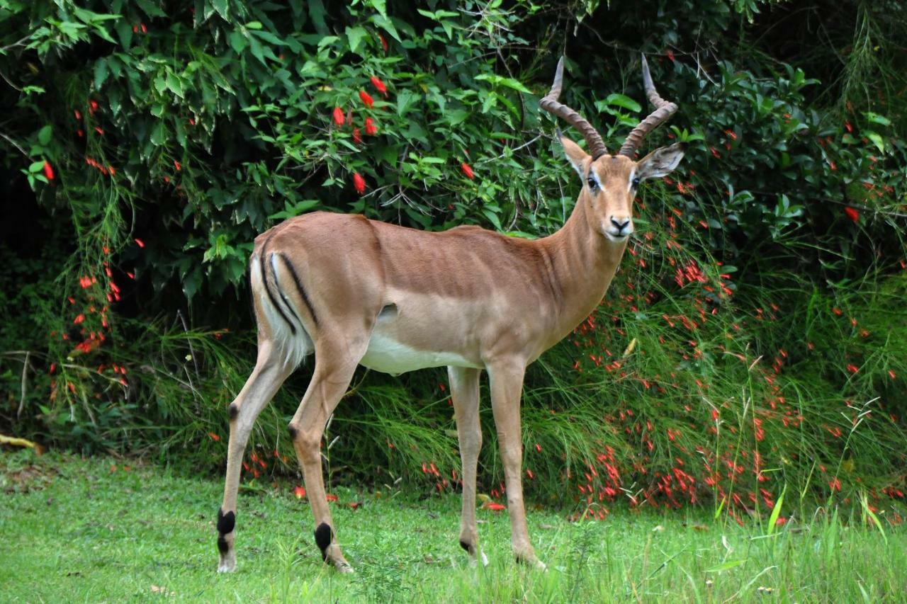 Kruger Park Lodge Unit No. 543 Hazyview Dış mekan fotoğraf